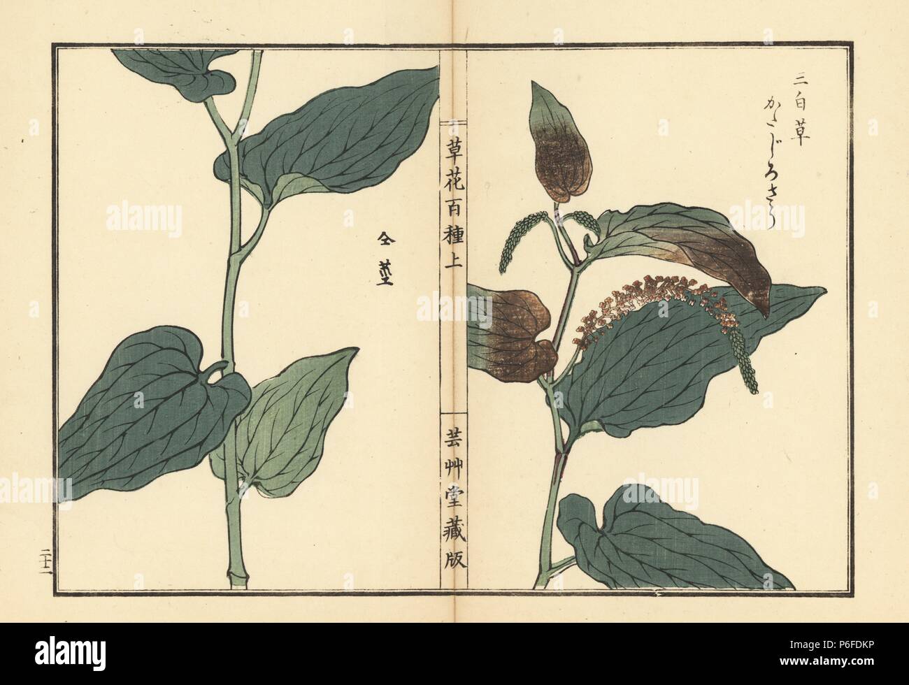 Katajiro or Chinese lizard's tail, Saururus chinensis. Handcoloured woodblock print by Kono Bairei from Kusa Bana Hyakushu (One Hundred Varieties of Flowers), Tokyo, Yamada, 1901. Stock Photo