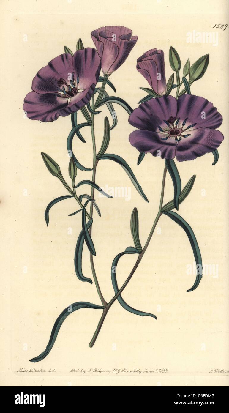 Large purple Chilian evening primrose, Clarkia tenella subsp. tenella (Oenothera tenella var. tenuifolia). Handcoloured copperplate engraving by S. Watts after an illustration by Miss Drake from Sydenham Edwards' 'The Botanical Register,' London, Ridgway, 1833. Sarah Anne Drake (1803-1857) drew over 1,300 plates for the botanist John Lindley, including many orchids. Stock Photo