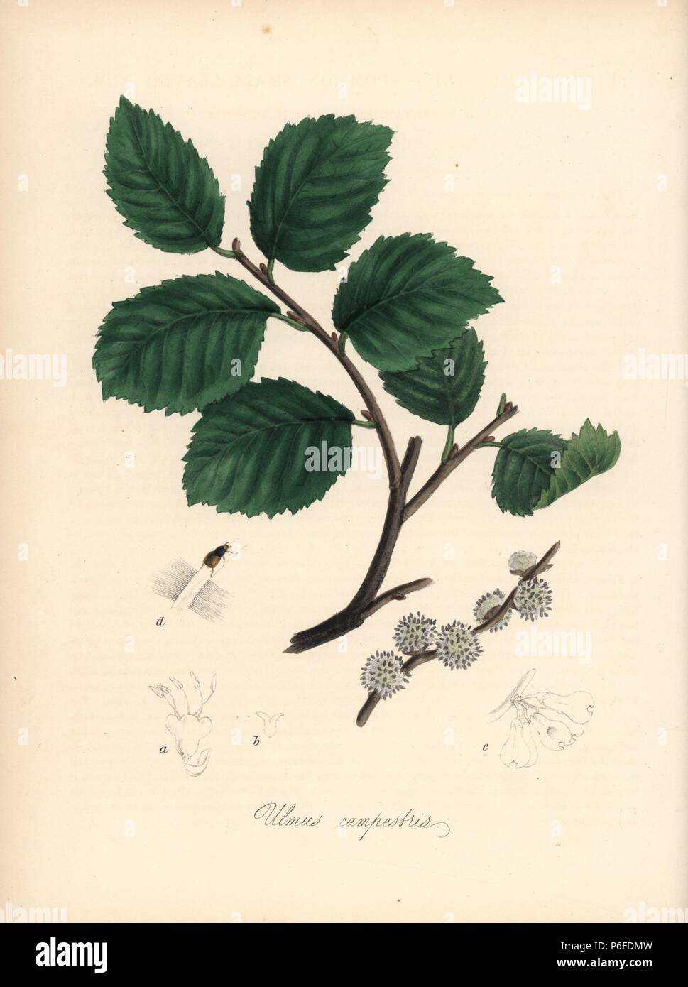 Common small-leaved elm tree, Ulmus campestris, with flower, leaf and elm bark beetle, Scolytus multistriatus. Handcoloured zincograph by C. Chabot drawn by Miss M. A. Burnett from her 'Plantae Utiliores: or Illustrations of Useful Plants,' Whittaker, London, 1842. Miss Burnett drew the botanical illustrations, but the text was chiefly by her late brother, British botanist Gilbert Thomas Burnett (1800-1835). Stock Photo