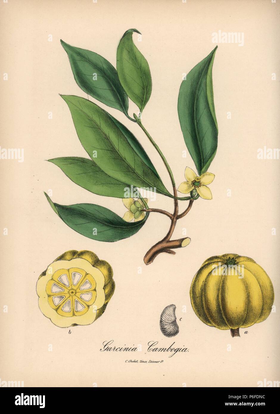 Brindleberry, Garcinia gummi-gutta, with flower, leaf, fruit and section. Handcoloured zincograph by C. Chabot drawn by Miss M. A. Burnett from her 'Plantae Utiliores: or Illustrations of Useful Plants,' Whittaker, London, 1842. Miss Burnett drew the botanical illustrations, but the text was chiefly by her late brother, British botanist Gilbert Thomas Burnett (1800-1835). Stock Photo