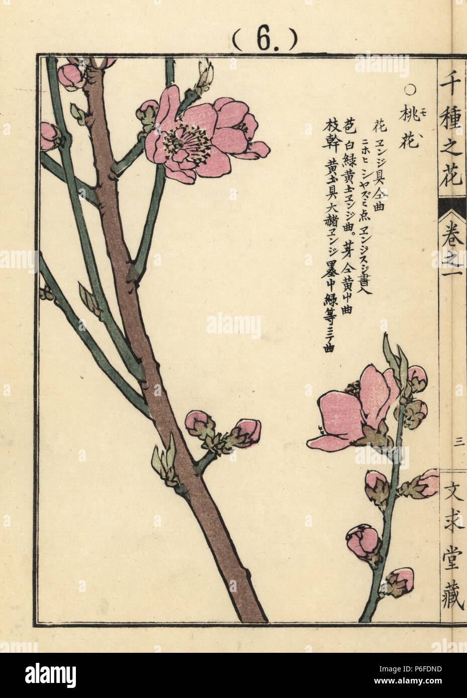 Momo or peach blossom, Prunus persica. Handcoloured woodblock