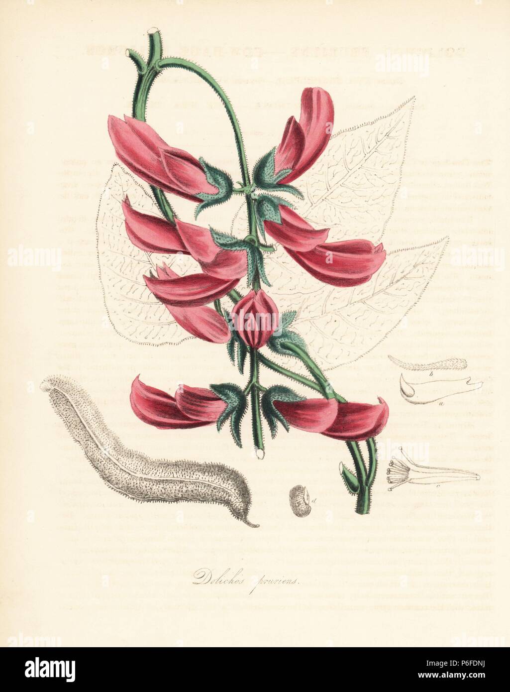 Velvet bean or Yokohama bean, Mucuna pruriens (Cow-hage dolichos, Dolichos pruriens). After an illustration in Stephenson and Churchill's 'Medical Botany.' Handcoloured zincograph by C. Chabot drawn by Miss M. A. Burnett from her 'Plantae Utiliores: or Illustrations of Useful Plants,' Whittaker, London, 1842. Miss Burnett drew the botanical illustrations, but the text was chiefly by her late brother, British botanist Gilbert Thomas Burnett (1800-1835). Stock Photo