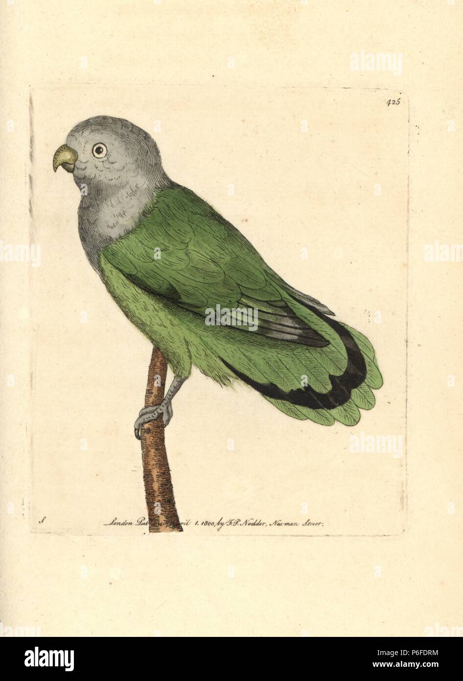 Grey-headed or Madagascar lovebird, Agapornis canus canus (Grey headed parrakeet, Psittacus canus). Illustration drawn by George Shaw. Handcoloured copperplate engraving from George Shaw and Frederick Nodder's 'The Naturalist's Miscellany,' London, 1800. Stock Photo