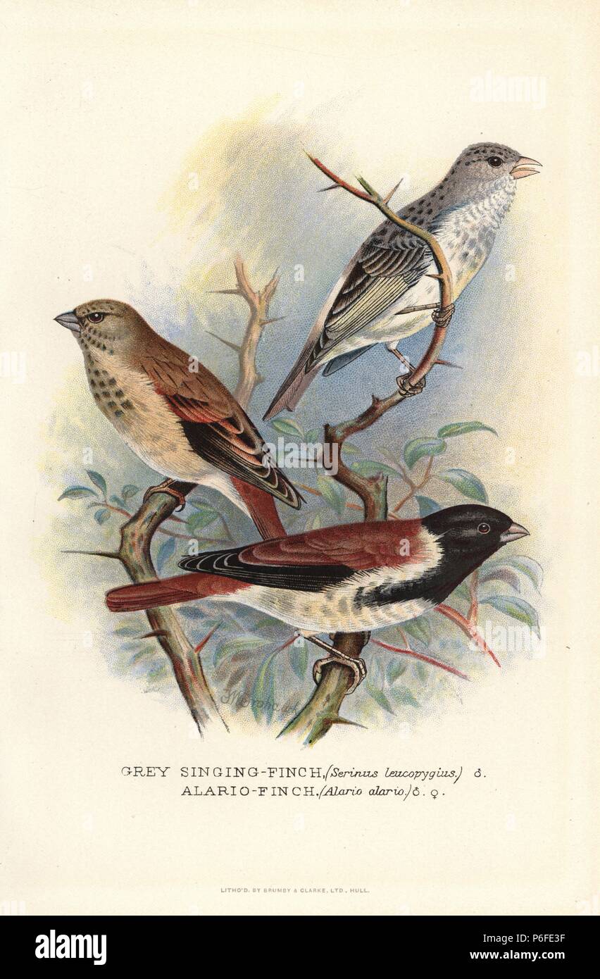 White-rumped seedeater or grey-singing finch, Serinus leucopygius, and black-headed canary, Serinus alario (Alario finch, Alario alario). Chromolithograph by Brumby and Clarke after a painting by Frederick William Frohawk from Arthur Gardiner Butler's "Foreign Finches in Captivity," London, 1899. Stock Photo