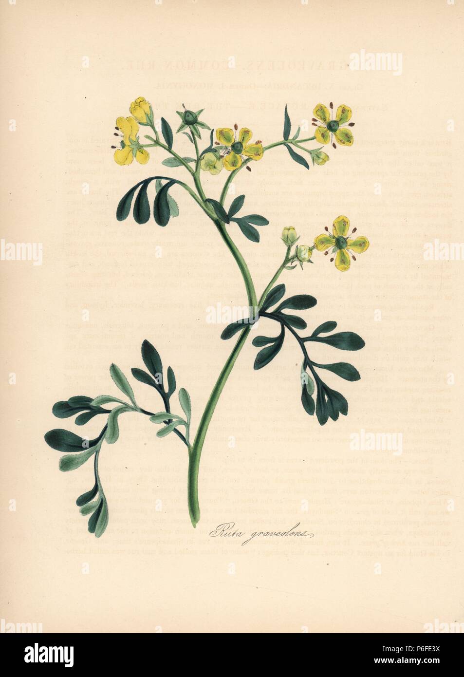 Common rue, Ruta graveolens. Handcoloured zincograph by C. Chabot drawn by Miss M. A. Burnett from her 'Plantae Utiliores: or Illustrations of Useful Plants,' Whittaker, London, 1842. Miss Burnett drew the botanical illustrations, but the text was chiefly by her late brother, British botanist Gilbert Thomas Burnett (1800-1835). Stock Photo