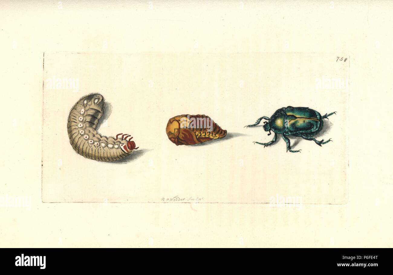 Green rose chafer or goldsmith beetle, Cetonia aurata, with pupa and larva. Illustration drawn and engraved by Richard Polydore Nodder. Handcoloured copperplate engraving from George Shaw and Frederick Nodder's 'The Naturalist's Miscellany,' London, 1805. Stock Photo