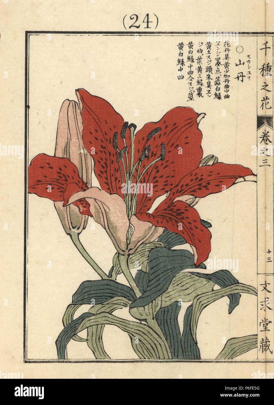 Sukashiyuri or Japanese lily, Lilium maculatum. Handcoloured woodblock print by Kono Bairei from Senshu no Hana (One Thousand Varieties of Flowers), Bunkyudo, Kyoto, 1889. Stock Photo