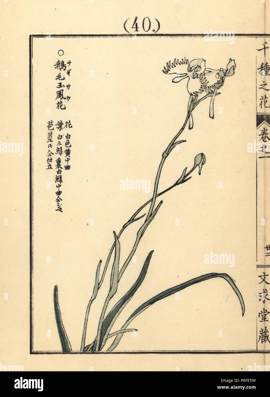 Sagisou or white egret flower, Pecteilis radiata. Handcoloured woodblock print by Kono Bairei from Senshu no Hana (One Thousand Varieties of Flowers), Bunkyudo, Kyoto, 1900. Stock Photo