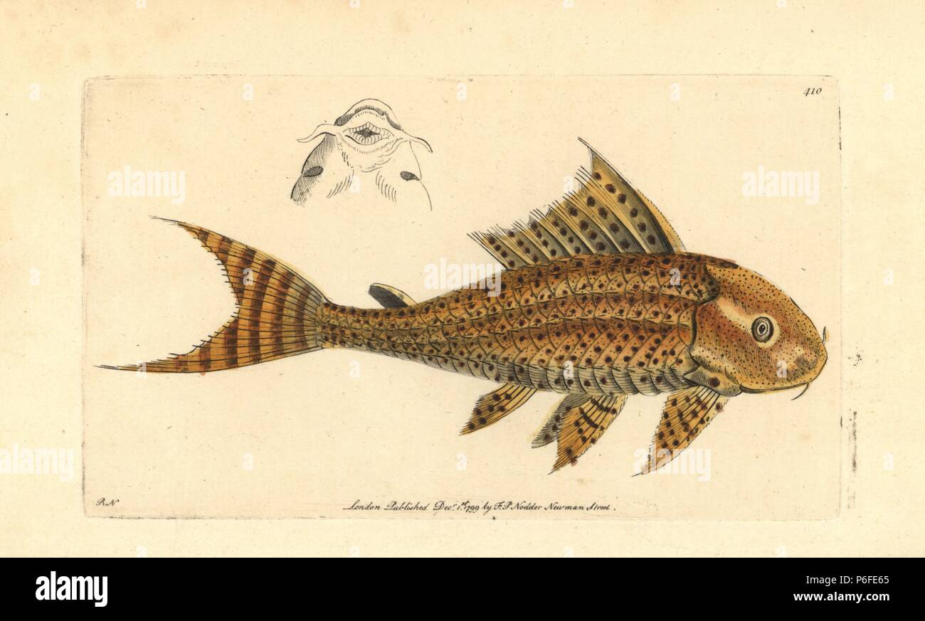 Suckermouth catfish or common pleco, Hypostomus plecostomus. (Yellow loricaria, Loricaria plecostomus) Illustration drawn and engraved by Richard Polydore Nodder. Handcoloured copperplate engraving from George Shaw and Frederick Nodder's 'The Naturalist's Miscellany,' London, 1799. Stock Photo