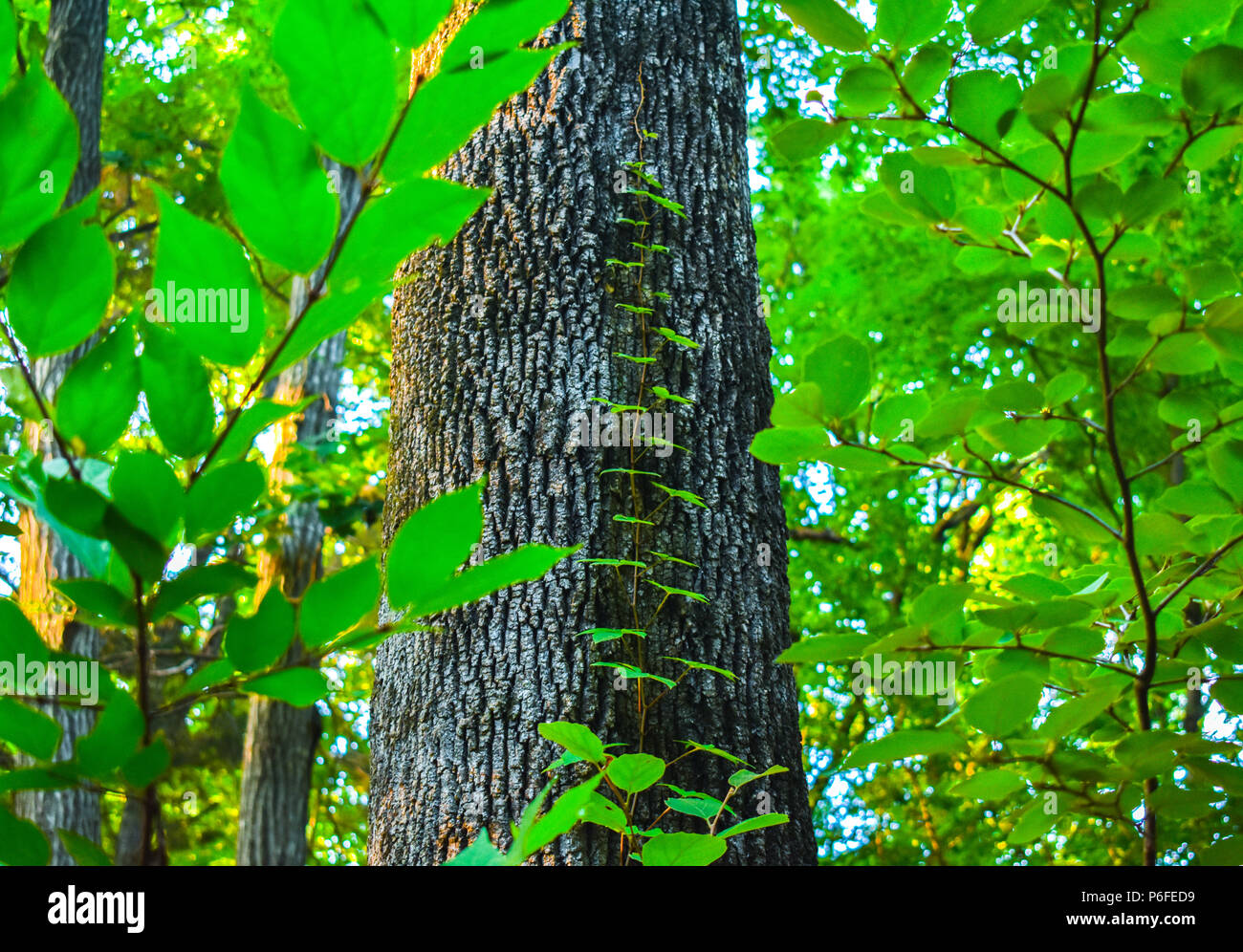 Tree With Growing Shrubs Up It Uncc Botanical Gardens Stock Photo