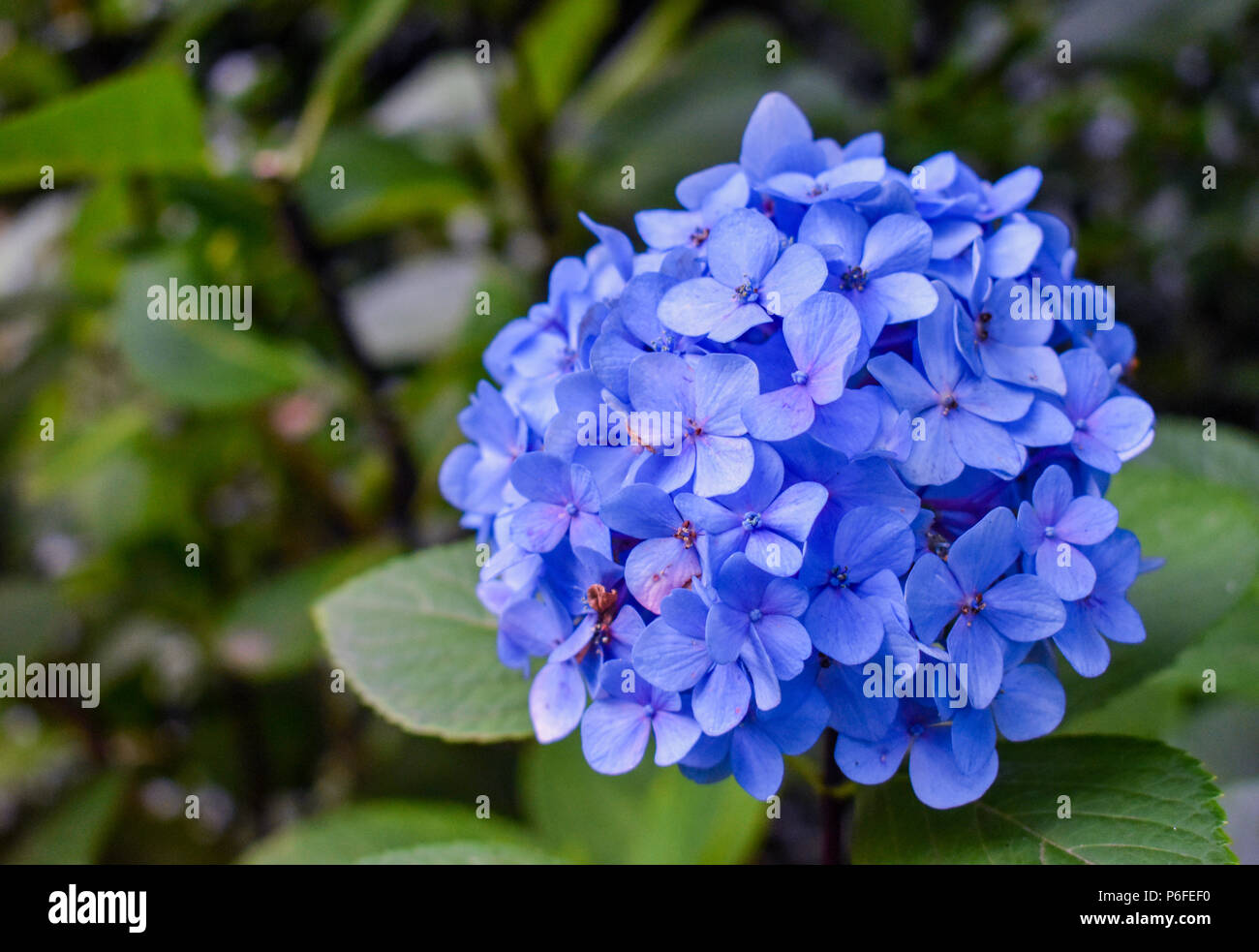Close Up Of Blue Purple Hydrangea Uncc Botanical Gardens Stock
