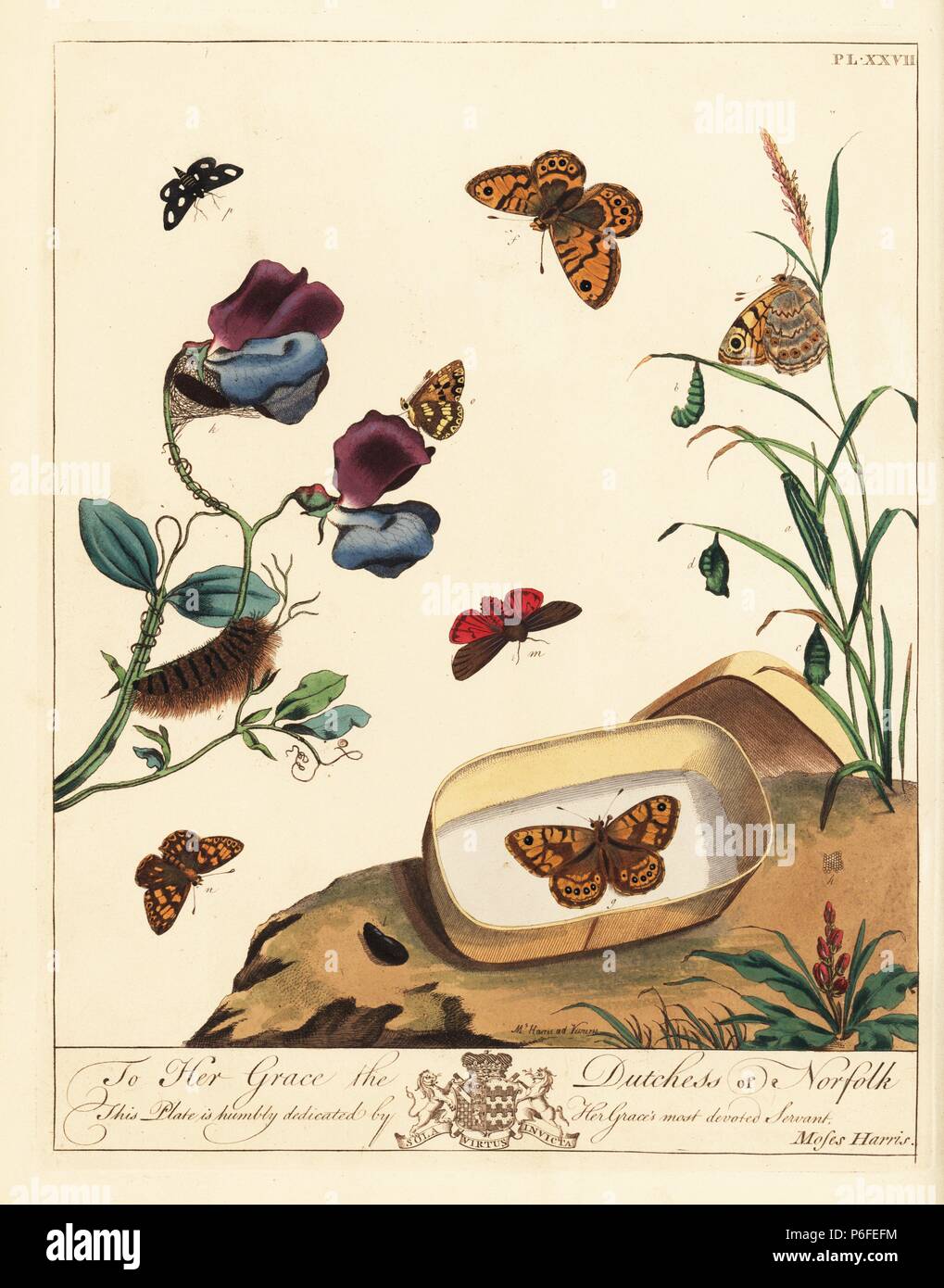 Ruby tiger moth, Phragmatobia fuliginosa, wall butterfly, Lasiommata megera, white spot, Hadena albimacula, and Duke of Burgundy butterfly, Hamearis lucina, on sweet pea, Lathyrus odoratus, and grass. Handcoloured lithograph after an illustration by Moses Harris from 'The Aurelian; a Natural History of English Moths and Butterflies,' new edition edited by J. O. Westwood, published by Henry Bohn, London, 1840. Stock Photo