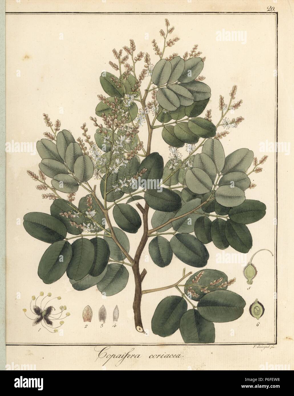 Copal or copaiba tree, Copaifera coriacea. Handcoloured copperplate engraving by F. Guimpel from Dr. Friedrich Gottlob Hayne's Medical Botany, Berlin, 1822. Hayne (1763-1832) was a German botanist, apothecary and professor of pharmaceutical botany at Berlin University. Stock Photo