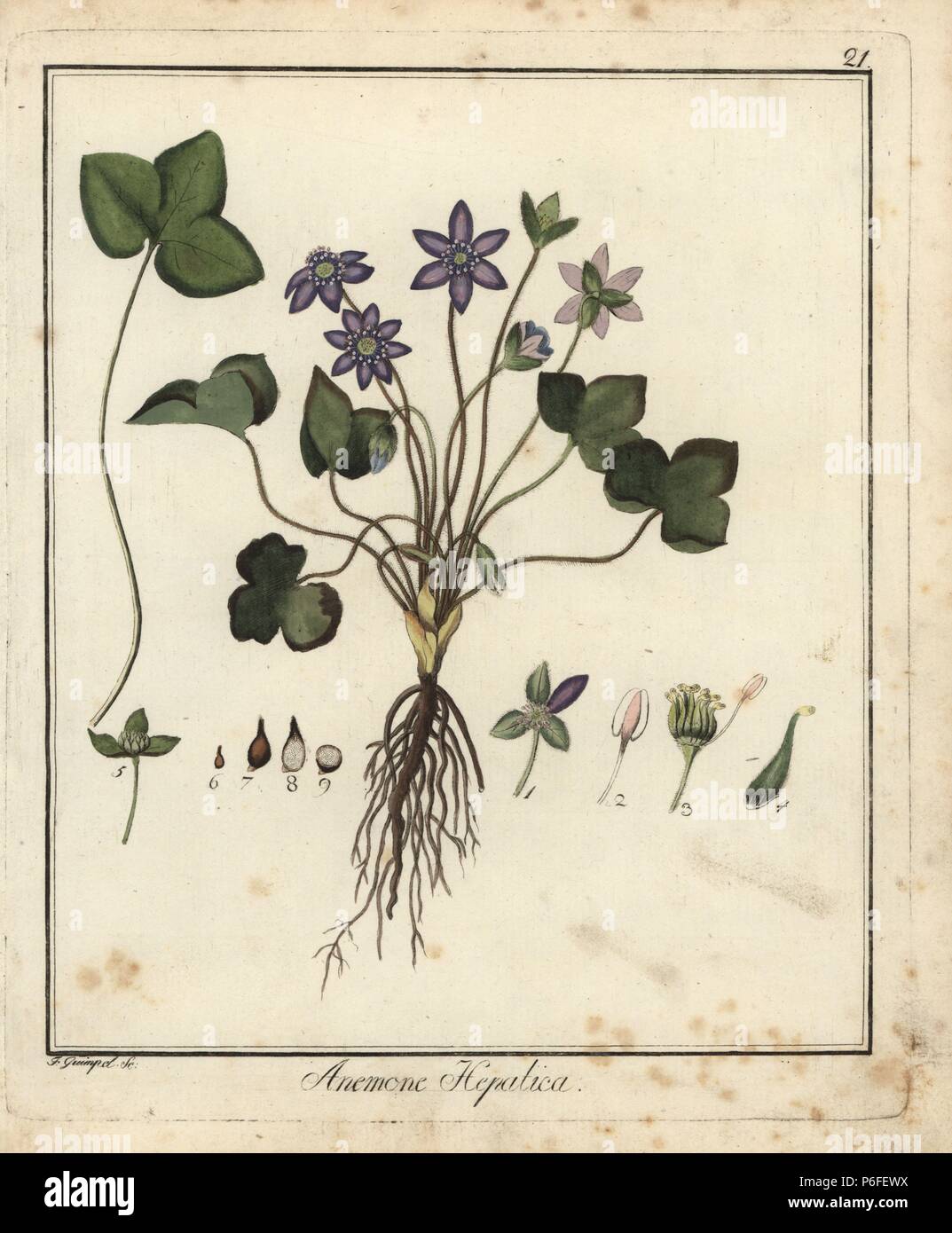 Common liverwort, Anemone hepatica. Handcoloured copperplate engraving by F. Guimpel from Dr. Friedrich Gottlob Hayne's Medical Botany, Berlin, 1822. Hayne (1763-1832) was a German botanist, apothecary and professor of pharmaceutical botany at Berlin University. Stock Photo