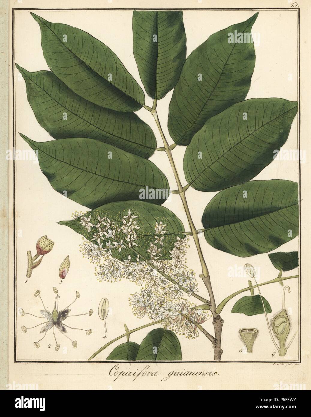 Copal or copaiba tree, Copaifera guyanensis. Handcoloured copperplate engraving by F. Guimpel from Dr. Friedrich Gottlob Hayne's Medical Botany, Berlin, 1822. Hayne (1763-1832) was a German botanist, apothecary and professor of pharmaceutical botany at Berlin University. Stock Photo