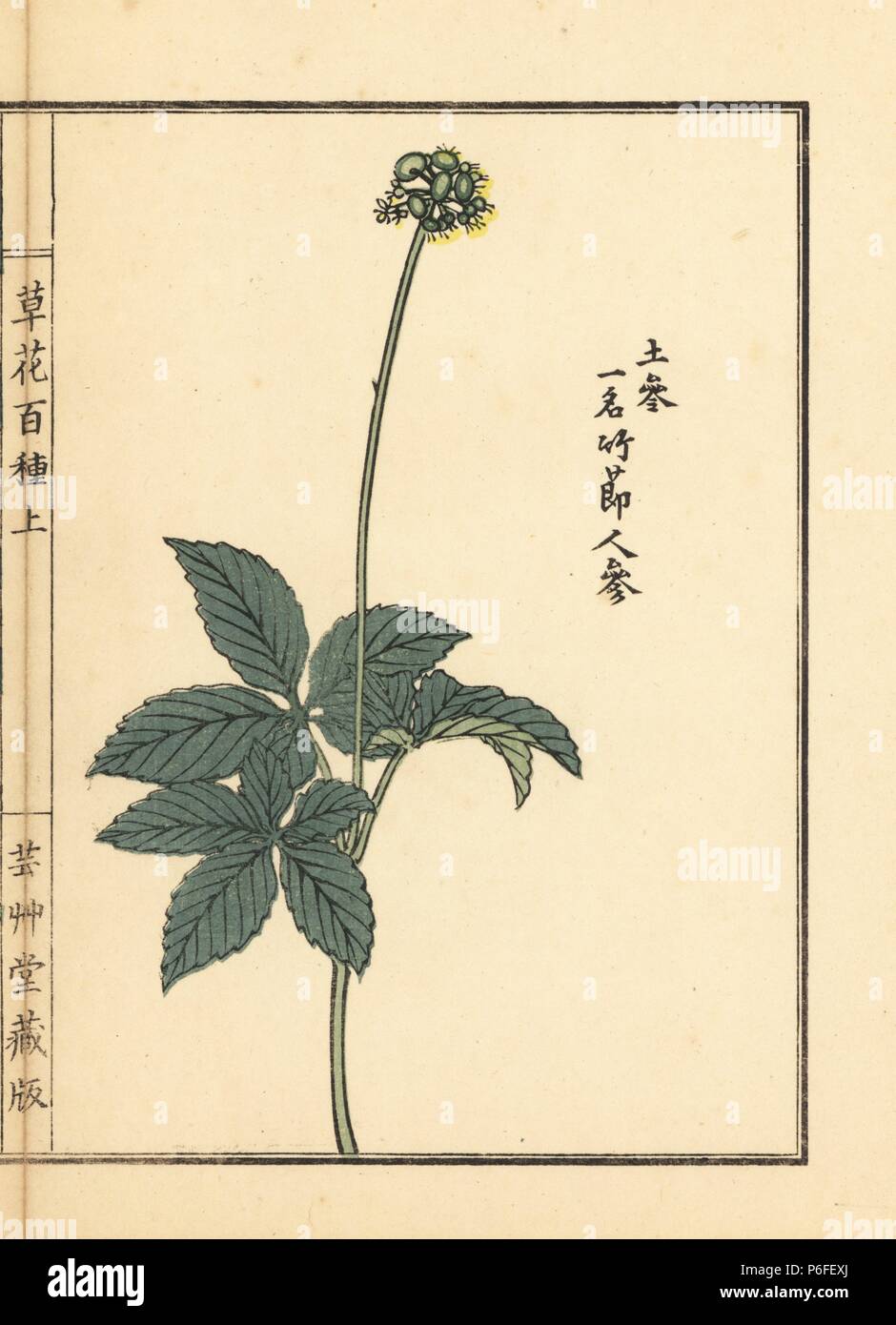 Tochiba ninjin or Japanese ginseng, Panax japonicus. Handcoloured woodblock print by Kono Bairei from Kusa Bana Hyakushu (One Hundred Varieties of Flowers), Tokyo, Yamada, 1901. Stock Photo