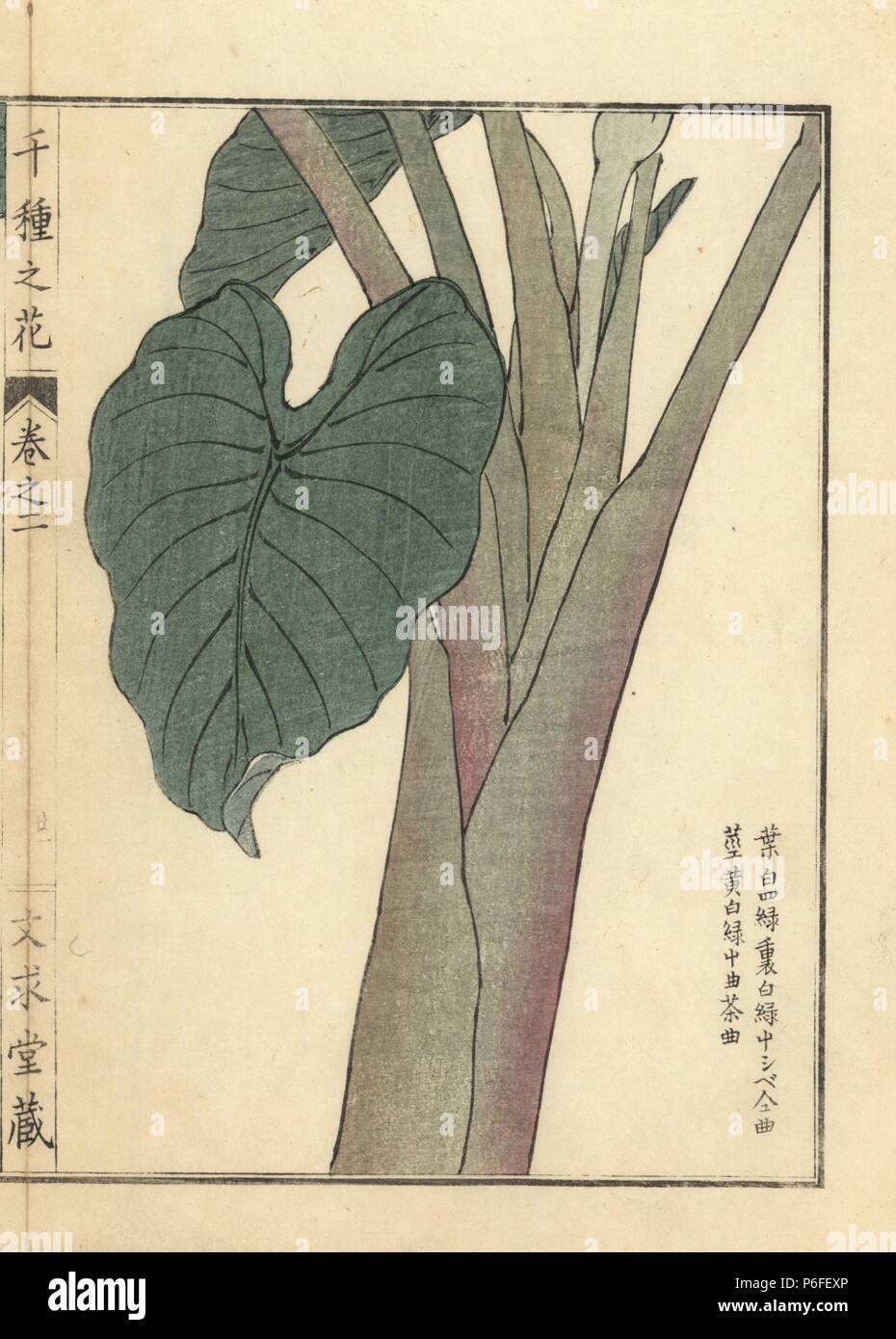 Satoimo or taro leaves and stalk, Colocasia esculenta. Handcoloured woodblock print by Kono Bairei from Senshu no Hana (One Thousand Varieties of Flowers), Bunkyudo, Kyoto, 1900. Stock Photo