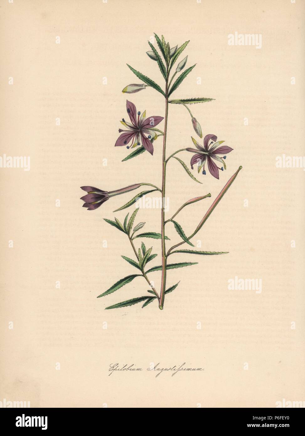 Willowherb, Epilobium dodonaei (Epilobium angustissimum). Handcoloured zincograph by C. Chabot drawn by Miss M. A. Burnett from her 'Plantae Utiliores: or Illustrations of Useful Plants,' Whittaker, London, 1842. Miss Burnett drew the botanical illustrations, but the text was chiefly by her late brother, British botanist Gilbert Thomas Burnett (1800-1835). Stock Photo