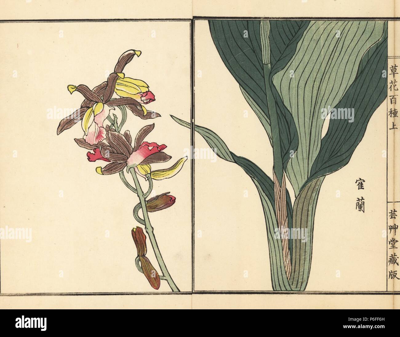 Kakuran or greater swamp orchid, Phaius tankervilleae. Endangered. Handcoloured woodblock print by Kono Bairei from Kusa Bana Hyakushu (One Hundred Varieties of Flowers), Tokyo, Yamada, 1901. Stock Photo