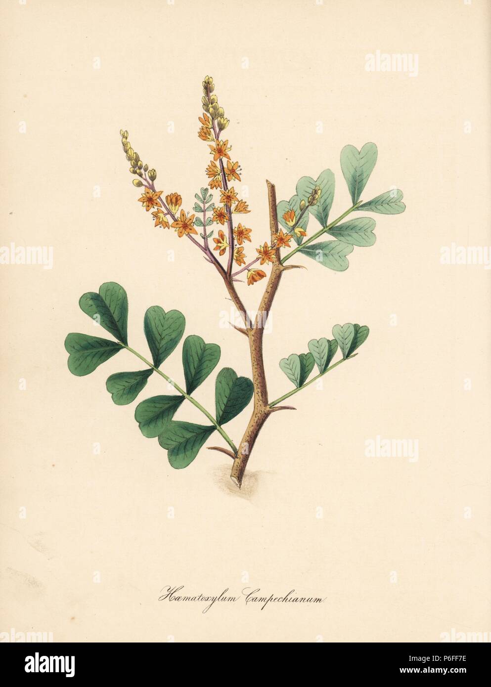 Logwood tree, Haematoxylum campechianum. Handcoloured zincograph by C. Chabot drawn by Miss M. A. Burnett from her 'Plantae Utiliores: or Illustrations of Useful Plants,' Whittaker, London, 1842. Miss Burnett drew the botanical illustrations, but the text was chiefly by her late brother, British botanist Gilbert Thomas Burnett (1800-1835). Stock Photo