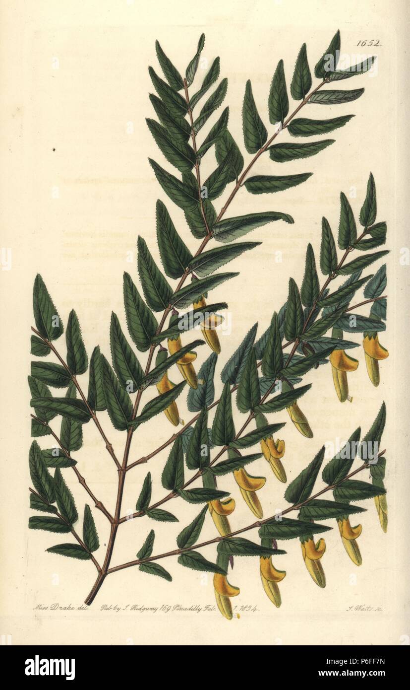 Smooth-branched scottia, Scottia laevis. Handcoloured copperplate engraving by S. Watts after an illustration by Miss Drake from Sydenham Edwards' 'The Botanical Register,' London, Ridgway, 1833. Sarah Anne Drake (1803-1857) drew over 1,300 plates for the botanist John Lindley, including many orchids. Stock Photo