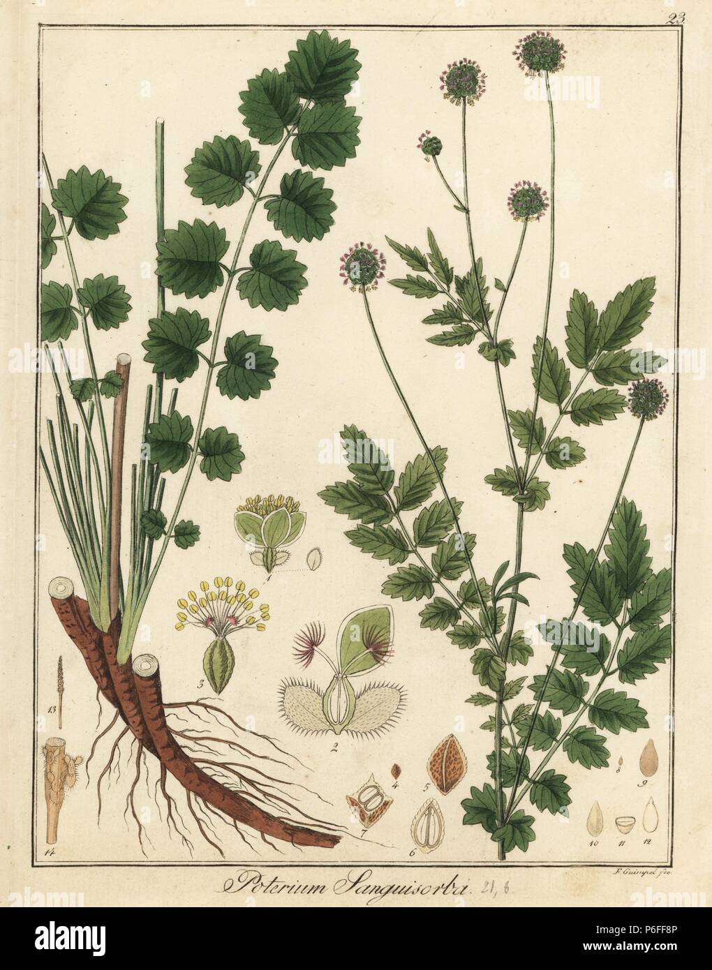 Salad or small burnet, Poterium sanguisorba. Handcoloured copperplate engraving by F. Guimpel from Dr. Friedrich Gottlob Hayne's Medical Botany, Berlin, 1822. Hayne (1763-1832) was a German botanist, apothecary and professor of pharmaceutical botany at Berlin University. Stock Photo