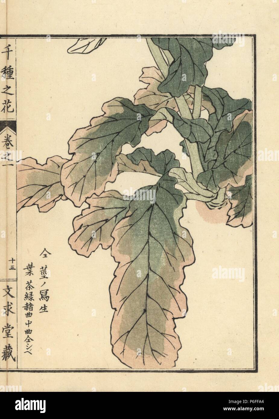 Aburana or wild turnip, Brassica rapa L. var. nippo-oleifera. Handcoloured woodblock print by Kono Bairei from Senshu no Hana (One Thousand Varieties of Flowers), Bunkyudo, Kyoto, 1900. Stock Photo