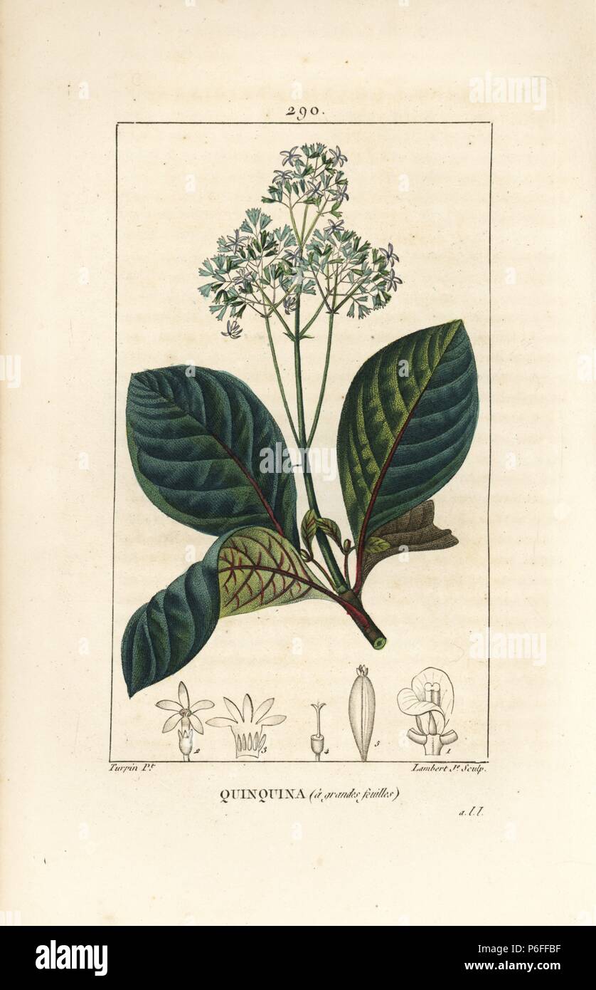 Ladenbergia oblongifolia (Cinchona magnifolia), with flower, branch, leaf and seed. Handcoloured stipple copperplate engraving by Lambert Junior from a drawing by Pierre Jean-Francois Turpin from Chaumeton, Poiret and Chamberet's 'La Flore Medicale,' Paris, Panckoucke, 1830. Turpin (17751840) was one of the three giants of French botanical art of the era alongside Pierre Joseph Redoute and Pancrace Bessa. Stock Photo