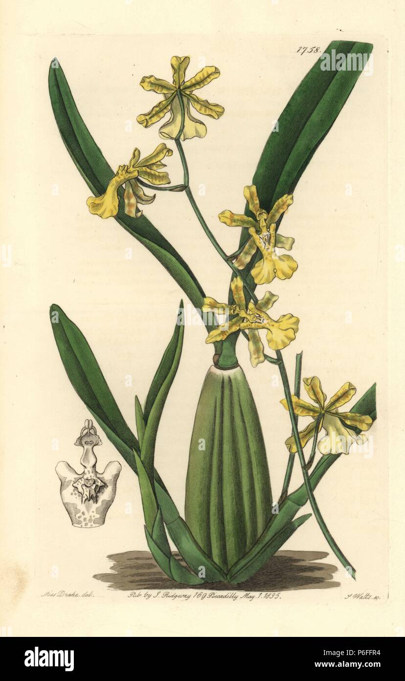 Lemon-coloured oncidium orchid, Oncidium citrinum. Handcoloured copperplate engraving by S. Watts after an illustration by Miss Drake from Sydenham Edwards' 'The Botanical Register,' London, Ridgway, 1835. Sarah Anne Drake (1803-1857) drew over 1,300 plates for the botanist John Lindley, including many orchids. Stock Photo
