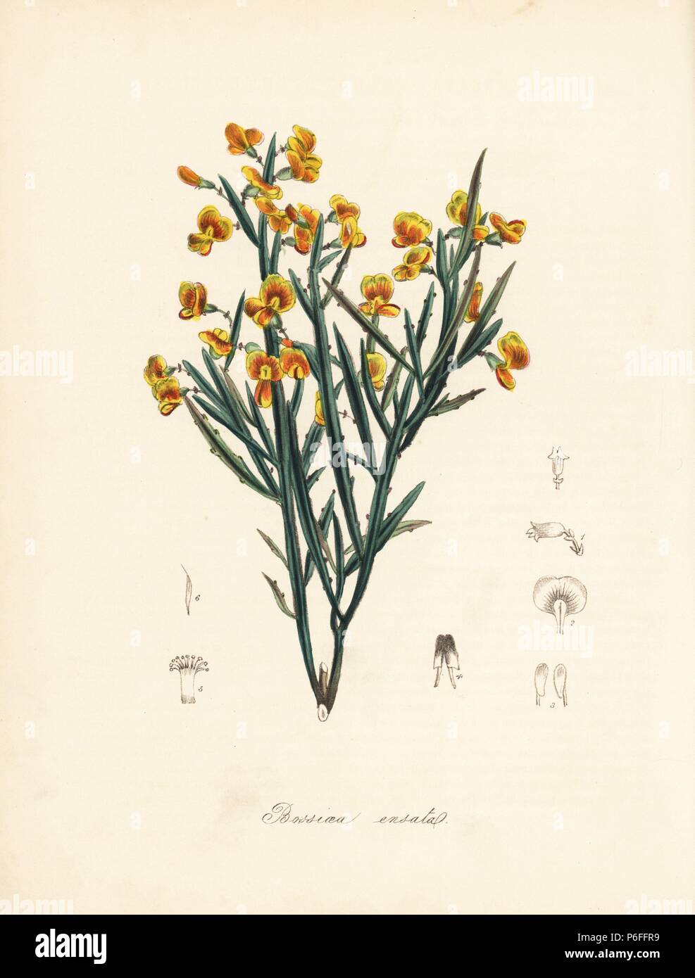 Sword-stemmed bossiaea, Bossiaea ensata. After an illustration by E.D. Smith in 'Flora Australasica.' Handcoloured zincograph by C. Chabot drawn by Miss M. A. Burnett from her 'Plantae Utiliores: or Illustrations of Useful Plants,' Whittaker, London, 1842. Miss Burnett drew the botanical illustrations, but the text was chiefly by her late brother, British botanist Gilbert Thomas Burnett (1800-1835). Stock Photo
