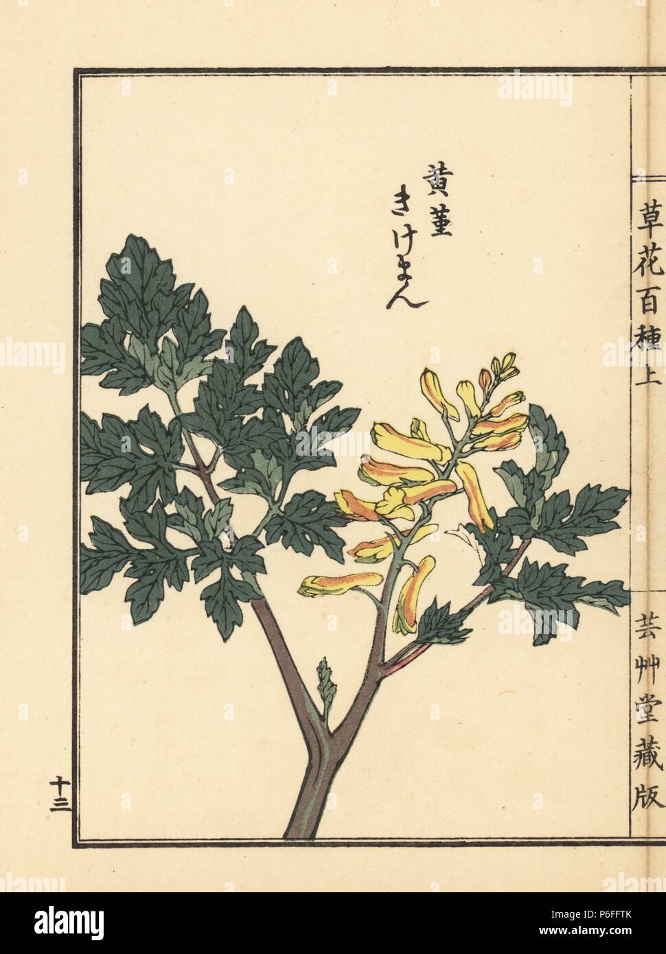 Kikeman or fumewort, Corydalis pallida var. tenuis. Handcoloured woodblock print by Kono Bairei from Kusa Bana Hyakushu (One Hundred Varieties of Flowers), Tokyo, Yamada, 1901. Stock Photo