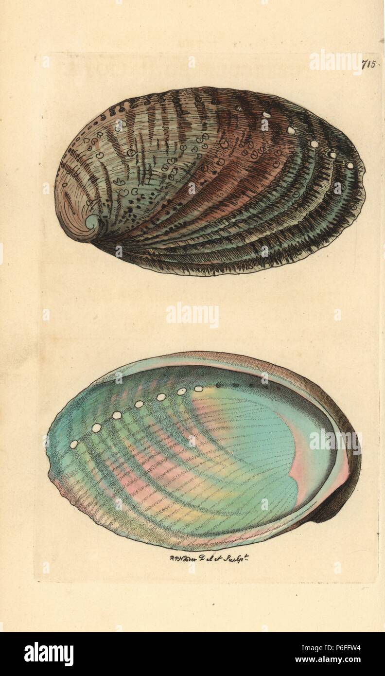 Green ormer sea snail or abalone, Haliotis tuberculata. Illustration drawn and engraved by Richard Polydore Nodder. Handcoloured copperplate engraving from George Shaw and Frederick Nodder's 'The Naturalist's Miscellany,' London, 1805. Stock Photo