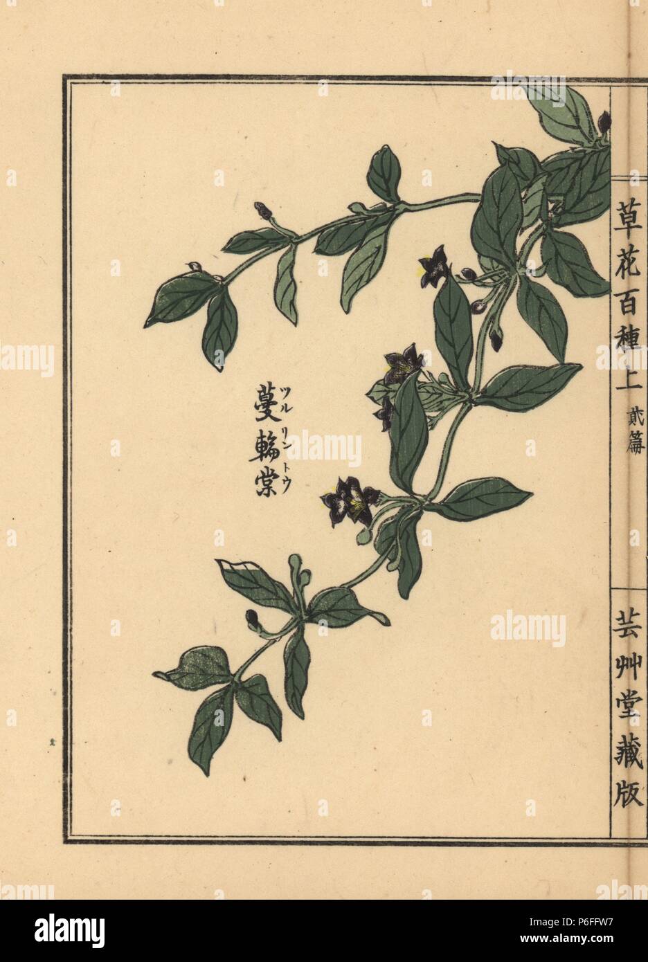 Tsururintou or Japanese climbing gentian, Tripterospermum japonicum. Handcoloured woodblock print by Kono Bairei from Kusa Bana Hyakushu (One Hundred Varieties of Flowers), Tokyo, Yamada, 1901. Stock Photo