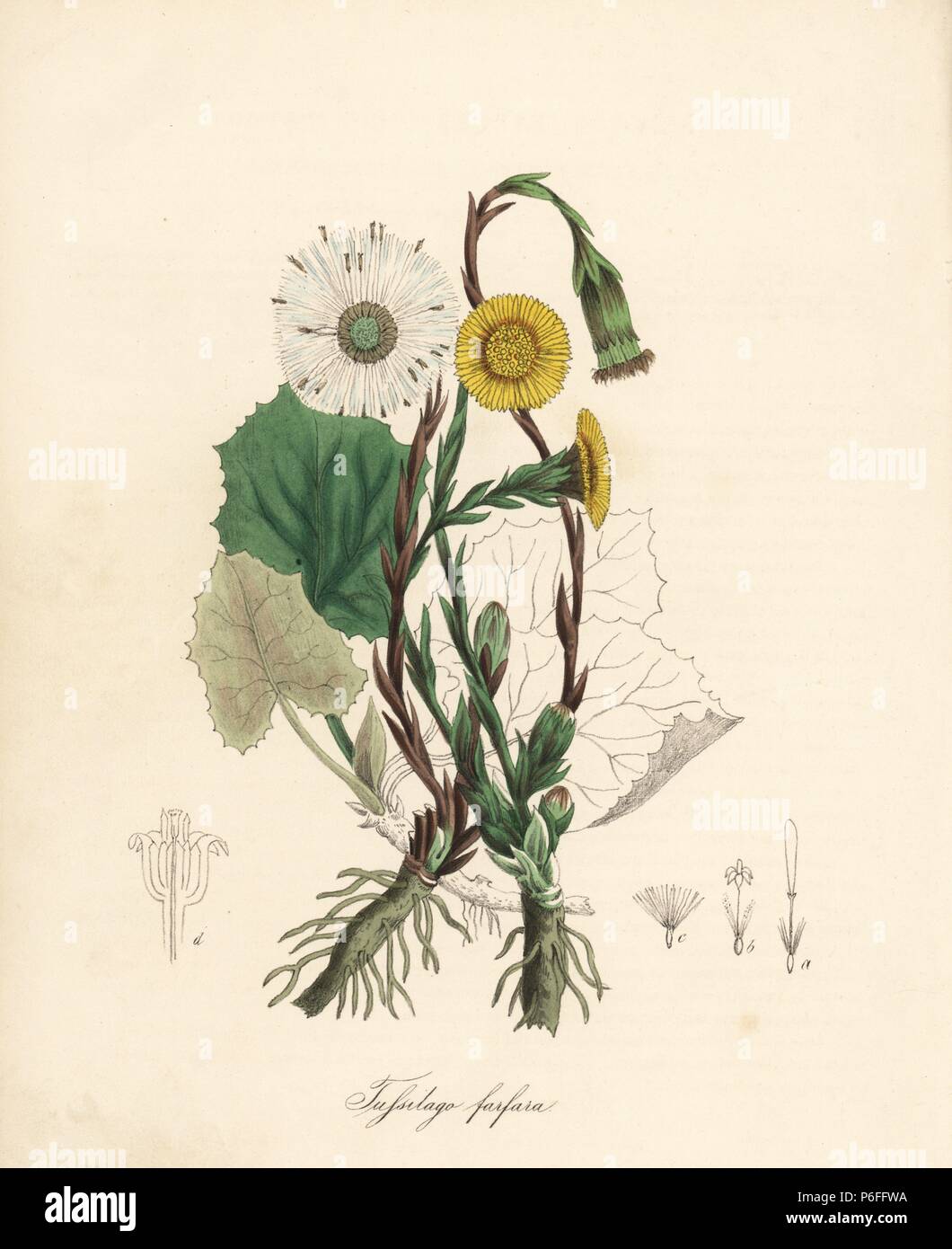 Colt's-foot, Tussilago farfara. Handcoloured zincograph by C. Chabot drawn by Miss M. A. Burnett from her 'Plantae Utiliores: or Illustrations of Useful Plants,' Whittaker, London, 1842. Miss Burnett drew the botanical illustrations, but the text was chiefly by her late brother, British botanist Gilbert Thomas Burnett (1800-1835). Stock Photo