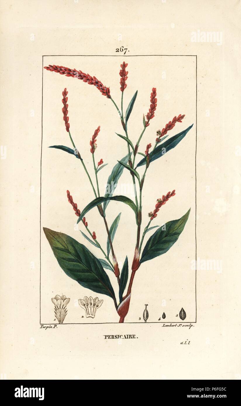 Water-pepper, Persicaria hydropiper (Polygonum hydropiper), with flower, stalk and leaf. Handcoloured stipple copperplate engraving by Lambert Junior from a drawing by Pierre Jean-Francois Turpin from Chaumeton, Poiret and Chamberet's "La Flore Medicale," Paris, Panckoucke, 1830. Turpin (1775~1840) was one of the three giants of French botanical art of the era alongside Pierre Joseph Redoute and Pancrace Bessa. Stock Photo