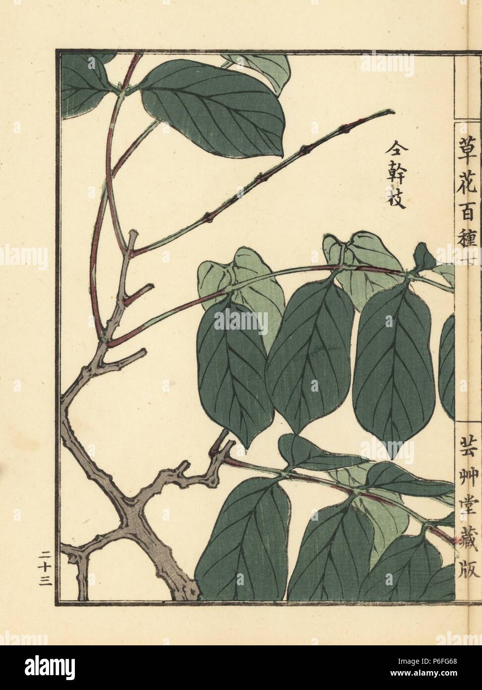 山田秋坪 花図 箱なし MA910