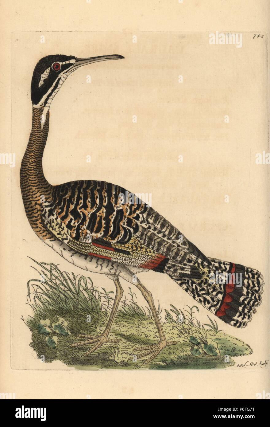 Sunbittern, Eurypyga helias. Illustration drawn and engraved by Richard Polydore Nodder. Handcoloured copperplate engraving from George Shaw and Frederick Nodder's 'The Naturalist's Miscellany,' London, 1805. Stock Photo