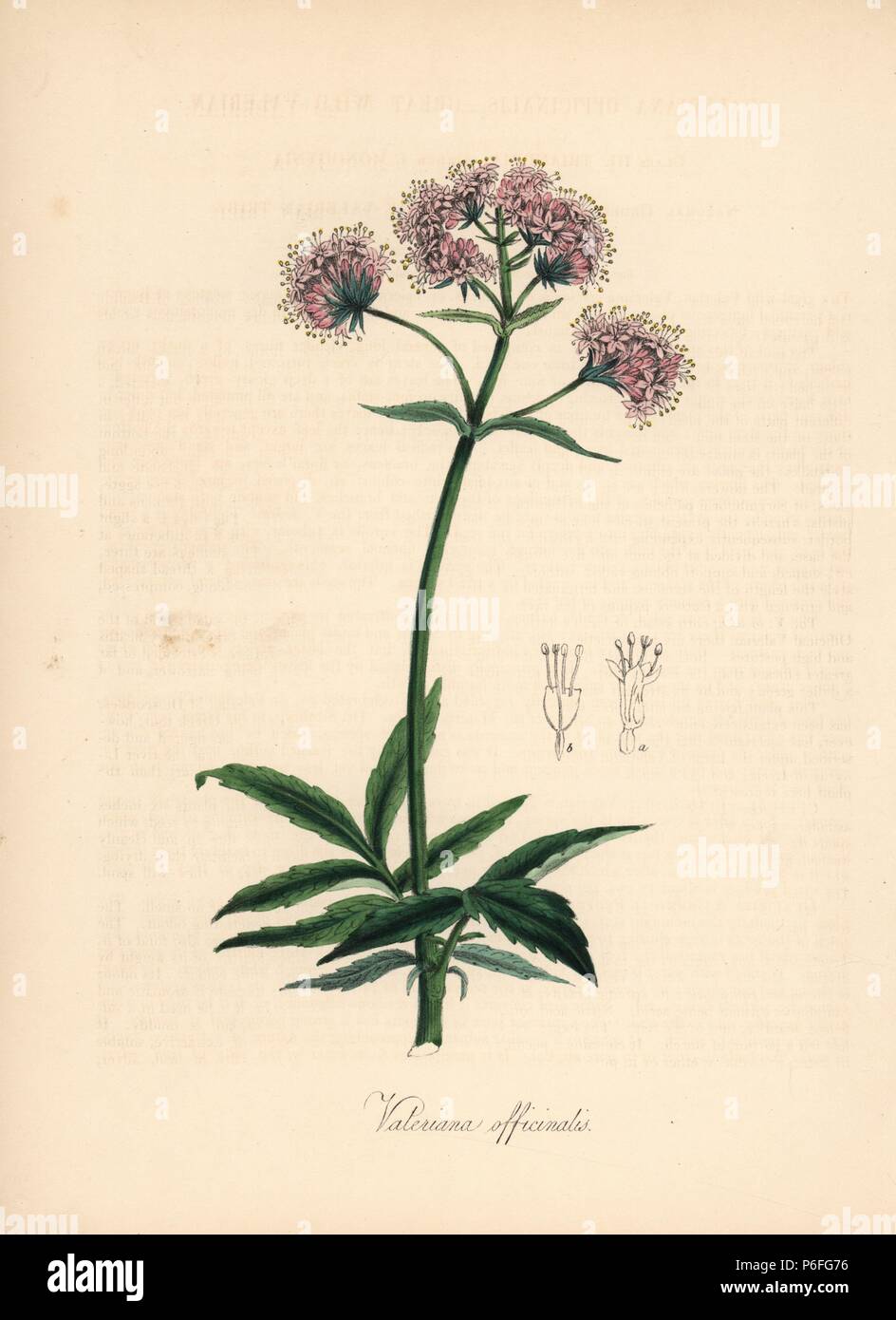 Valerian, Valeriana officinalis. Handcoloured zincograph by C. Chabot drawn by Miss M. A. Burnett from her 'Plantae Utiliores: or Illustrations of Useful Plants,' Whittaker, London, 1842. Miss Burnett drew the botanical illustrations, but the text was chiefly by her late brother, British botanist Gilbert Thomas Burnett (1800-1835). Stock Photo