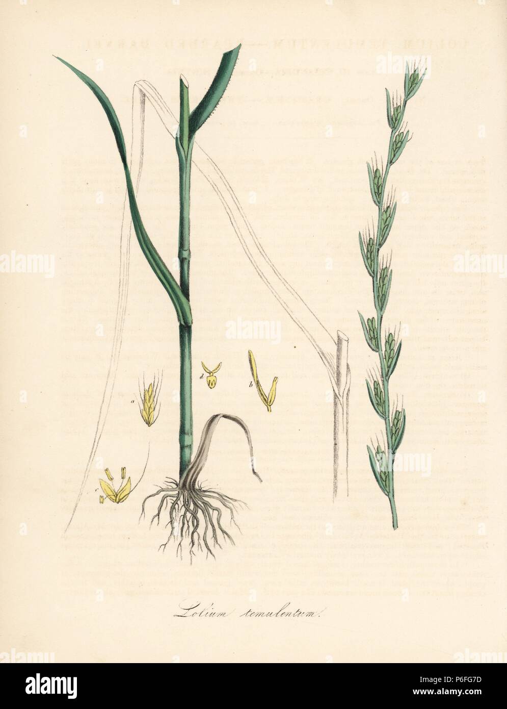 Bearded darnel or poison darnel, Lolium temulentum, with stalk, leaf, roots and seed. Handcoloured zincograph by C. Chabot drawn by Miss M. A. Burnett from her "Plantae Utiliores: or Illustrations of Useful Plants," Whittaker, London, 1842. Miss Burnett drew the botanical illustrations, but the text was chiefly by her late brother, British botanist Gilbert Thomas Burnett (1800-1835). Stock Photo