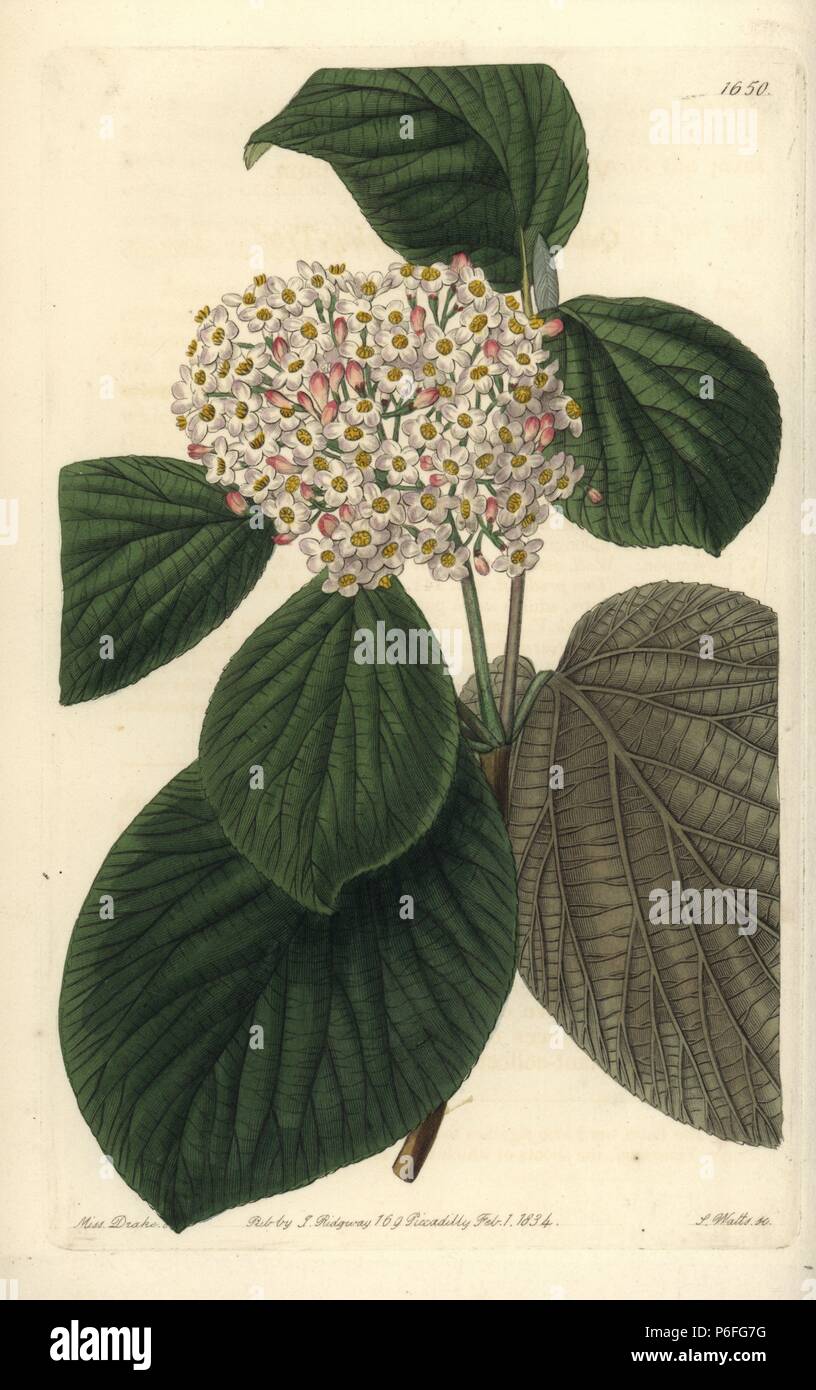 Quince-leaved wayfaring tree, Viburnum cotinifolium. Handcoloured copperplate engraving by S. Watts after an illustration by Miss Drake from Sydenham Edwards' 'The Botanical Register,' London, Ridgway, 1833. Sarah Anne Drake (1803-1857) drew over 1,300 plates for the botanist John Lindley, including many orchids. Stock Photo