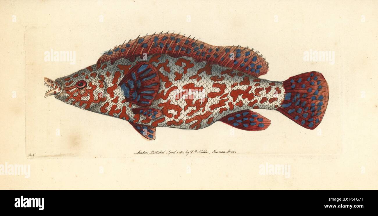 Variegated wrasse, Labrus tinca? (perhaps the East Atlantic peacock wrasse, Symphodus tinca?) Illustration drawn and engraved by Richard Polydore Nodder. Handcoloured copperplate engraving from George Shaw and Frederick Nodder's 'The Naturalist's Miscellany,' London, 1800. Stock Photo