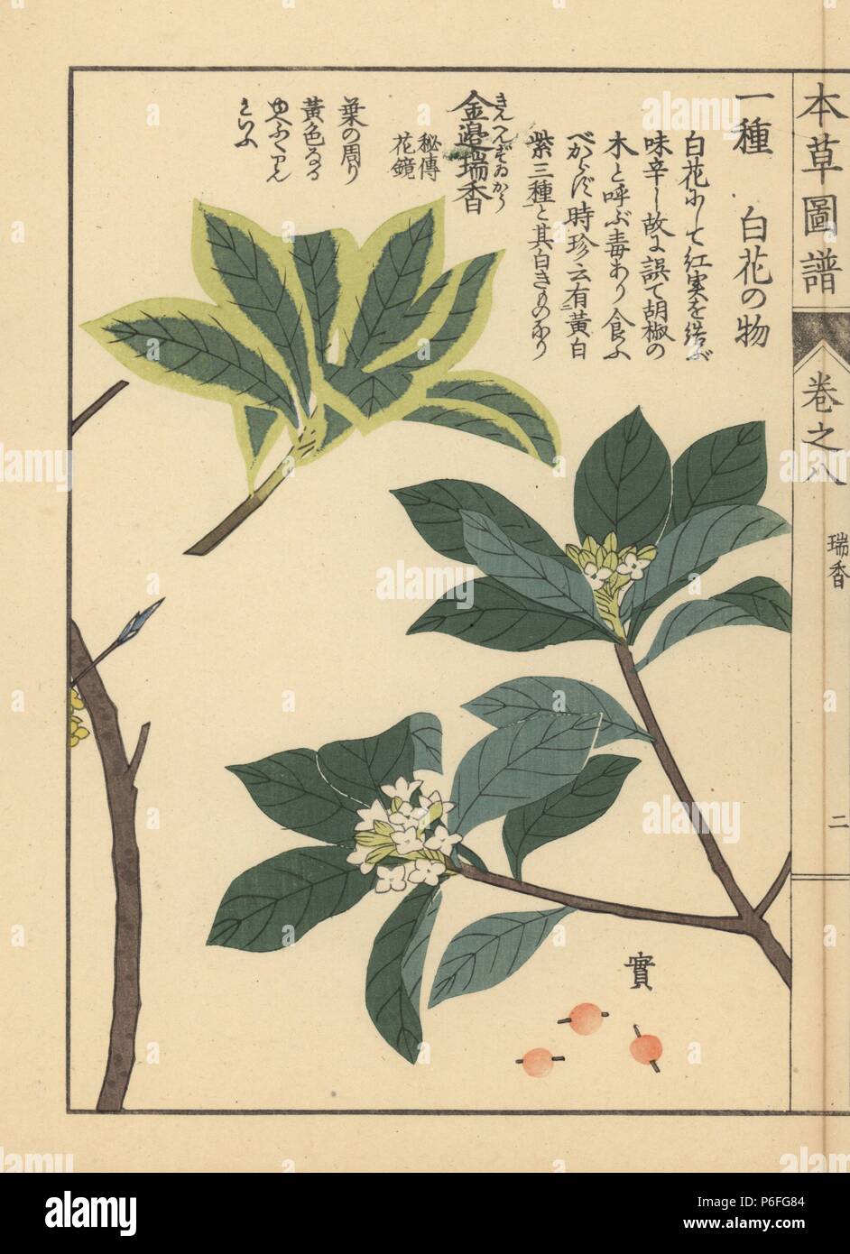 Indian paper plant or lokta, Daphne papyracea (Daphne cannabina Wall.) and winter daphne, Daphne odora Thunb. forma marginata Mak. Colour-printed woodblock engraving by Kan'en Iwasaki from 'Honzo Zufu,' an Illustrated Guide to Medicinal Plants, Japan, 1884. Iwasaki (1786-1842) was a Japanese botanist, entomologist and zoologist. He was one of the first Japanese botanists to incorporate western knowledge into his studies. Stock Photo