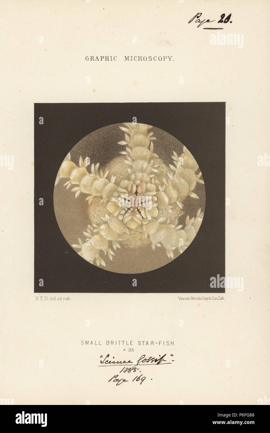 Vental disk and radiating arms of the small brittle starfish, Ophiocoma neglecta, magnified x35. Chromolithograph after an illustration by E.T.D., lithographed by Vincent Brooks, from 'Graphic Microscopy' plates to illustrate 'Hardwicke's Science Gossip,' London, 1865-1885. Stock Photo