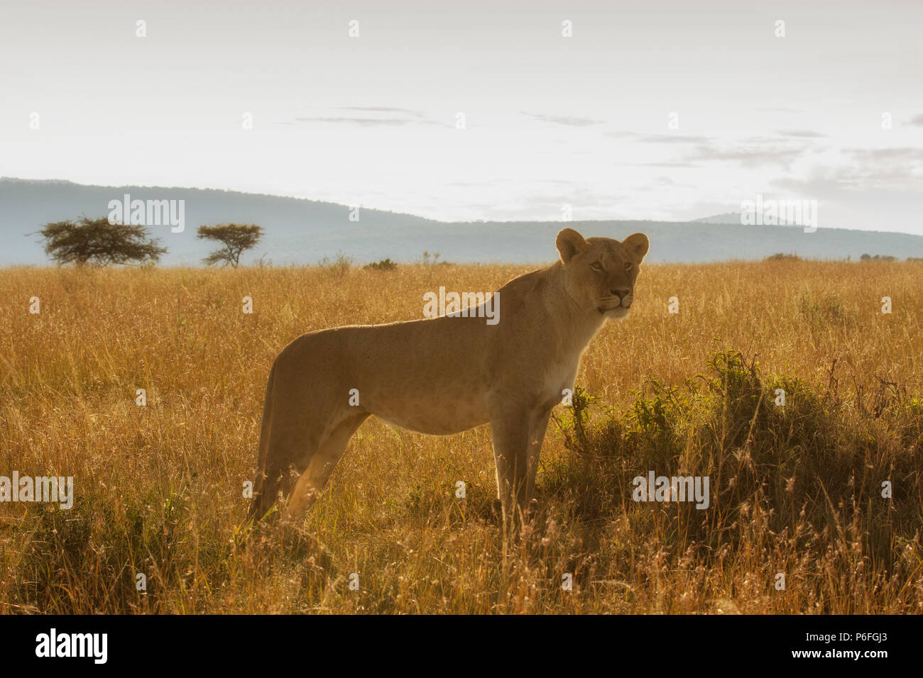 Lioness in stealth bush of Masai Mara Stock Photo