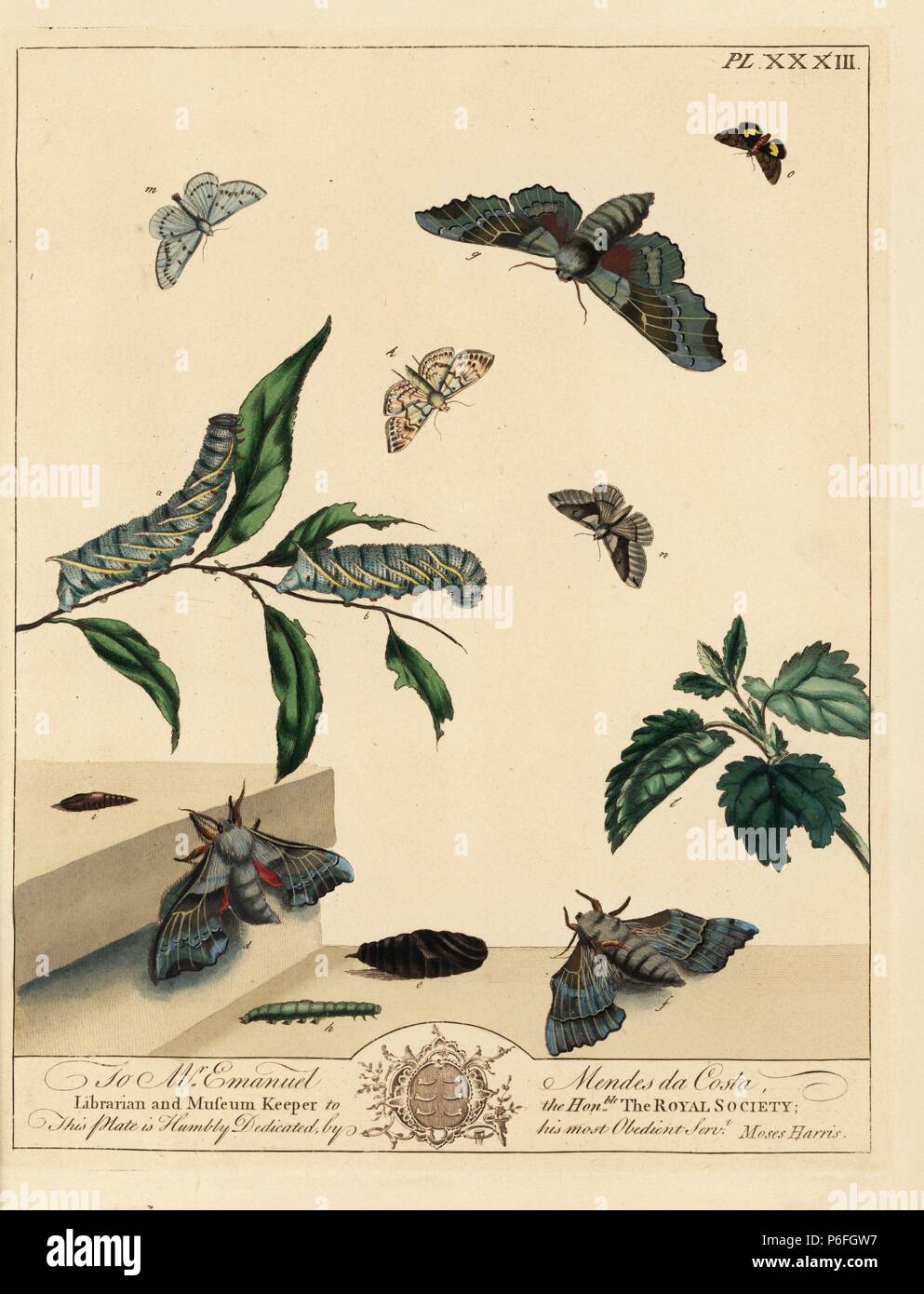 Poplar hawk-moth, Laothoe populi, small magpie likeness moth, Margaritia verticalis, grey scalloped bar moth, Dyscia fagaria, shaded broad bar, Scotopteryx chenopodiata. Handcoloured lithograph after an illustration by Moses Harris from 'The Aurelian; a Natural History of English Moths and Butterflies,' new edition edited by J. O. Westwood, published by Henry Bohn, London, 1840. Stock Photo