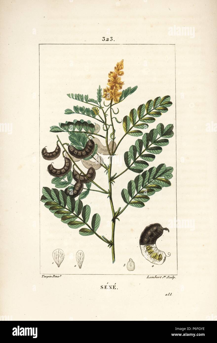 Alexandrian senna, Senna aledandrina, with flower, leaf, stalk and seed. Handcoloured stipple copperplate engraving by Lambert Junior from a drawing by Pierre Jean-Francois Turpin from Chaumeton, Poiret and Chamberet's 'La Flore Medicale,' Paris, Panckoucke, 1830. Turpin (17751840) was one of the three giants of French botanical art of the era alongside Pierre Joseph Redoute and Pancrace Bessa. Stock Photo