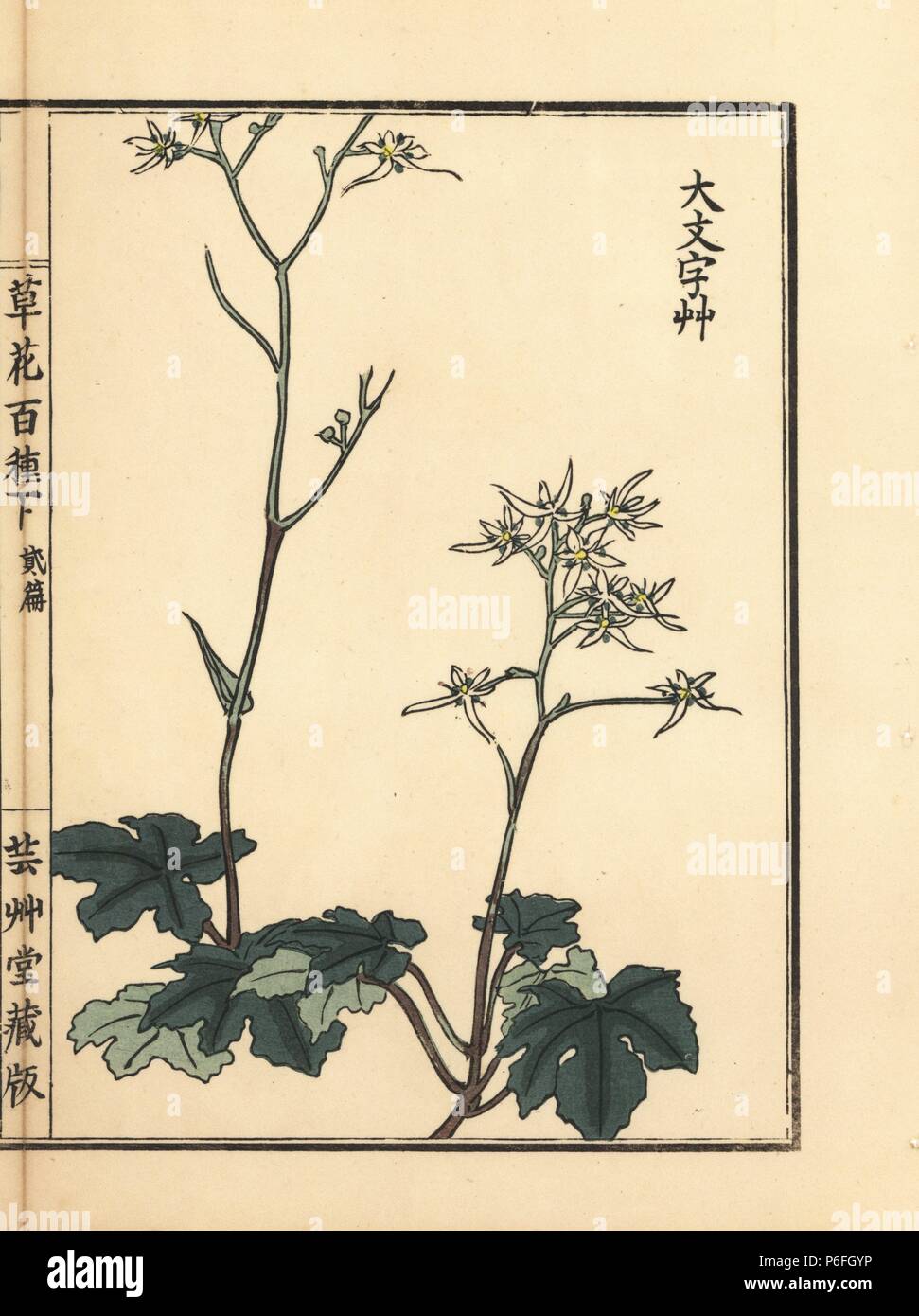 Daimonjisou or saxifrage, Saxifraga fortunei var. alpina. Handcoloured woodblock print by Kono Bairei from Kusa Bana Hyakushu (One Hundred Varieties of Flowers), Tokyo, Yamada, 1901. Stock Photo