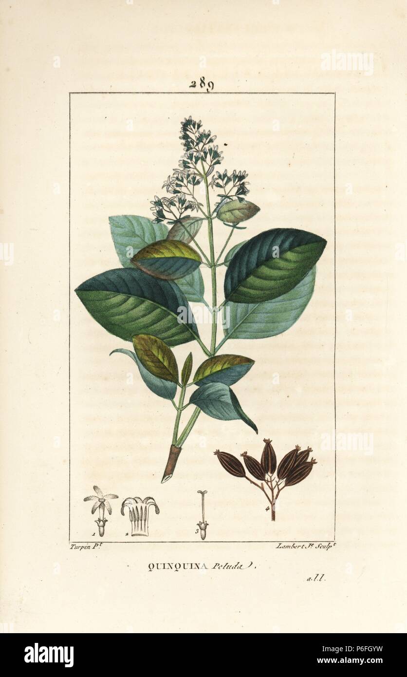 Michurago or fruta de mono, Ladenbergia macrocarpa (Cinchona ovalifolia), with flower, leaf, stalk and seed. Handcoloured stipple copperplate engraving by Lambert Junior from a drawing by Pierre Jean-Francois Turpin from Chaumeton, Poiret and Chamberet's 'La Flore Medicale,' Paris, Panckoucke, 1830. Turpin (17751840) was one of the three giants of French botanical art of the era alongside Pierre Joseph Redoute and Pancrace Bessa. Stock Photo