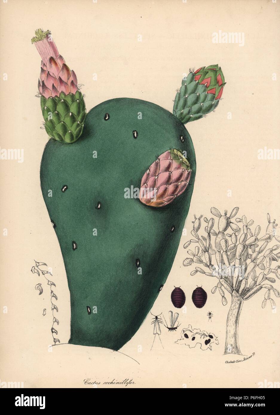 Opuntia, nopales or paddle cactus, Nopalea cochenillifera (Spineless cochineal fig, Cactus cochinillifer) with cochineal beetles. Handcoloured zincograph by C. Chabot drawn by Miss M. A. Burnett from her 'Plantae Utiliores: or Illustrations of Useful Plants,' Whittaker, London, 1842. Miss Burnett drew the botanical illustrations, but the text was chiefly by her late brother, British botanist Gilbert Thomas Burnett (1800-1835). Stock Photo