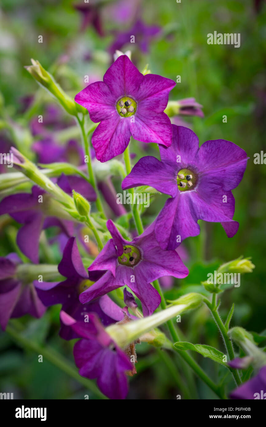 Purple flowers during spring hi-res stock photography and images - Alamy